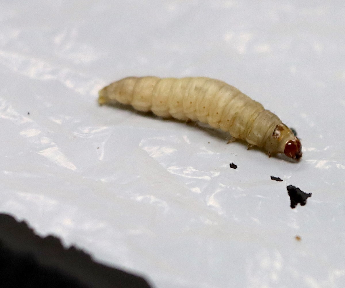 Why do waxworms and bacteria love eating plastic? Brandon University  research aims to find out