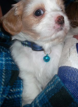 maltese shih tzu breeders vic shih tzu x maltese puppies other pet accessories in vic for sale breeds picture maltese shih tzu breeders vic shih tzu x maltese puppies other pet accessories in vic for sale breeds picture