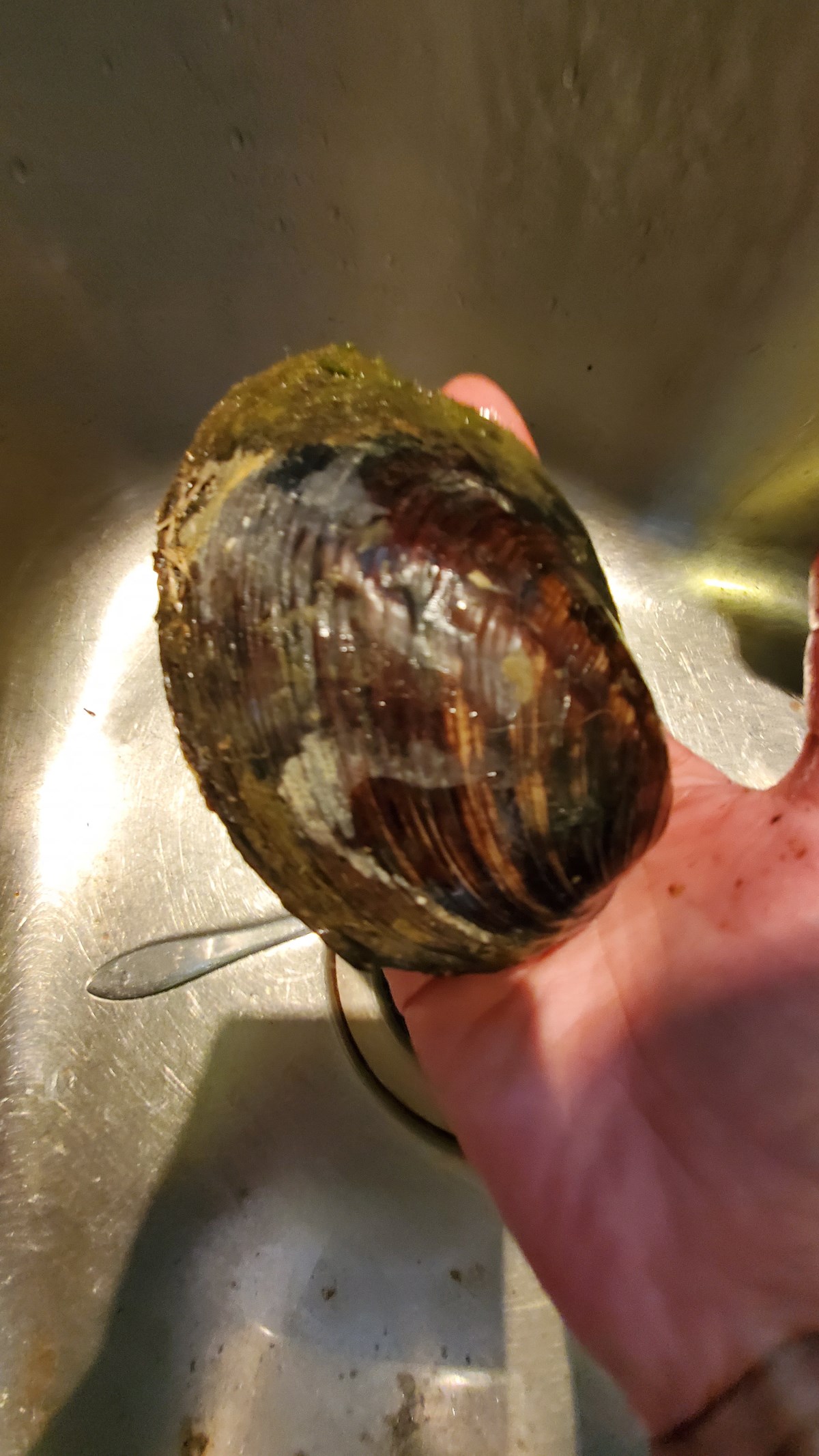 Are river mussels edible? Discussions eBrandon Brandon, Manitoba