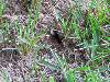 Winged ants?