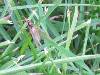 Winged ants?