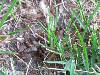 Winged ants?