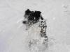 playing in  the snow